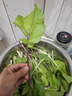 【京东物流】蔬菜种子四季播盆栽阳台庭院香菜生菜菠菜简单秋易种 油麦菜种子2包约2000粒 实拍图