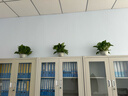 双盟绿萝盆栽除甲醛花卉绿植办公室新房净化空气180早安盆4盆源头直发 实拍图