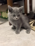 麦富迪猫粮 barf霸弗烘焙猫粮成幼猫粮生骨肉高蛋白养胃益肠鸽肉1.5kg 实拍图