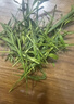 南同九坊 南京同仁堂 淡竹叶茶60g【崂山源产 无硫熏】养生茶煮水泡茶饮品 实拍图