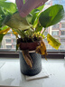【绿萝盆栽】吸甲醛净化空气水培绿植物懒人花卉好养搬家礼物全 【1盆】绿萝+轻奢灰色繁星吸水盆 整体含盆高度20-25cm 实拍图
