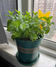 花行榜薄荷盆栽花卉绿植清新可食用薄荷叶植物 原盆2盆源头直发 实拍图