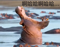 华元宠具（hoopet）狗狗网球发射器玩具球网球机互动训犬宠物投球自动发球器电动训犬 实拍图