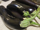 【京东快递】现摘现发新鲜绿把黑茄新鲜蔬菜生鲜 绿把茄子 3斤 净重 实拍图