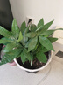 发财树盆栽大植物室内办公室桌面客厅小盆景招财树苗绿植花卉盆栽 大单杆发财树 11-14cm【原盆】 【送肥料】 实拍图