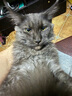 夸克猫粮 幼猫成猫英短美短蓝猫布偶全价通用猫咪主粮 全价牛肉味猫粮丨20斤丨送猫粮1斤 实拍图