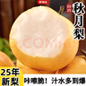 京地达秋月梨砀山秋月梨雪梨香梨子水果送礼净重4.8斤单果300g+源头直发 实拍图