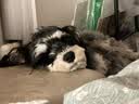 纽顿（Nutram Number）纽顿狗粮T28狗粮(鳟鱼味) 幼犬成犬全犬通用型狗粮 美国原装进口 纽顿T28 6kg去骨鳟鱼味-美版 实拍图