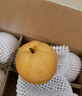 晟容果蔬山东秋月梨新鲜采摘冰糖梨子礼盒当季水果甜现摘现发送礼佳品包邮 5斤优选果【普装丨约9-12个】净4.5斤 实拍图