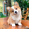 皇家狗粮 成犬狗粮 犬粮 通用犬型 CC 通用粮 ≥12月 8KG 实拍图