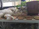 顽皮（Wanpy）鸡肉莓果猫罐头80g*24罐（汤汁型）猫咪零食湿粮 happy100果饭儿 实拍图