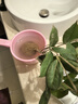 桂花树苗桂花苗盆栽金桂四季桂室内外浓香型阳台花卉绿植庭院盆景植物 四季金桂【四季开花浓香】 3年苗【当年开花】 实拍图