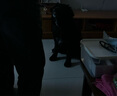 疯狂小狗中大型犬狗粮成幼犬10kg宠物金毛彩虹魔方鸡肉&鳕鱼犬粮20斤 实拍图
