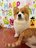 徽千方乳酸钠林格注射液100ml宠物狗狗犬猫咪兽用皮下补液脱水体液缺失 1瓶【100ml/瓶】 实拍图