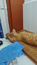 馋小汪猫罐头猫咪零食主食罐成幼猫营养湿粮鸡肉丝高汤罐85克整箱猫零食 六口味混合畅享装 24罐【囤货超值装】 实拍图
