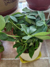 叹为观止18种吊兰任你选金边吊兰各种盆栽花卉客厅垂吊桌面植物净化空气 鸭脚木【家和万事兴陶瓷盆】 不含盆 实拍图