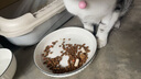 麦富迪猫粮 超肉粒冻干双拼幼猫粮免疫护肠胃 三文鱼2kg 实拍图
