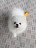 纯种博美幼犬宠物狗狗长不大俊介小型犬活体博美可爱家庭宠物狗 宠物级 母 实拍图