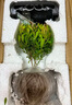 开时果 小叶赤楠盆景摆件 办公室桌面绿植花卉好养盆栽植物源头直发包邮 【推荐款】哥窑浅绿盆+苔藓+底座 实拍图