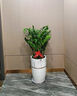 绿韵花田【两小时达】发财树金钱树散尾葵天堂鸟大型室内开业送礼好养绿植 金钱树 实拍图