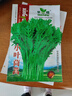 花语笙默四季播种蔬菜种子家庭种菜盆栽田园地栽菜种易种植易生长瓜果菜籽 四季小叶茼蒿种子（约1700粒） 原厂封装1袋 实拍图