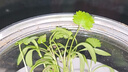 【随种随吃】调料菜种子组合春季四季易种耐热阳台盆栽通种蔬菜 小叶香菜种子1包约1000粒 一包约1000粒 实拍图
