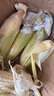 鲁韵忆乡【新品】新鲜甜糯香玉米 现摘农家甜糯嫩苞米带皮非转基因甜玉米 玉米4-5斤 晒单实拍图