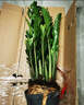叹为观止大型植物发财树各种大颗盆栽开业乔迁客厅办公室内好养大型花卉 金钱树【20-30厘米】 不含盆 实拍图