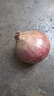 紫皮洋葱新鲜脆甜圆葱蔬菜红皮特产农家 净重5斤（单果150g+） 实拍图