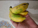 正宗广西小米蕉自然熟鹏茂新鲜香蕉青蕉发货产地直发新鲜水果酸甜 米蕉1斤 实拍图