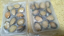 森农乐鲍鱼鲜活冷冻特大生鲜大号贝类海鲜水产超大即食佛跳墙食材鲍鱼汁 10-13只/斤【大号鲍2斤 实发20-24只】 实拍图
