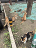 伟嘉猫粮成猫全价猫粮亮毛均衡营养10kg海洋鱼味夹心粮【原料透明】 实拍图