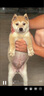 憨憨宠 狗笼猫笼 狗笼子小型犬带厕所幼犬折叠便携猫笼子宠物笼具兔笼 黑色 侧出盘狗丝笼 60*42*50cm 实拍图