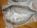 鲜城故事【冰鲜】白蕉海鲈鱼2条 净重2斤 地标 年货鱼类生鲜 现捕源头直发 实拍图