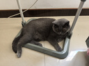 宠幸 升级2mm原味豆腐猫砂2.7kg*4 纯豆腐可冲厕所 除臭低尘猫砂 实拍图