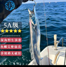 七冰东 带鱼 新鲜特级大带鱼整条 海钓宽带鱼段整箱 海鲜水产 生鲜 鱼类 10斤装（1.5-2斤/条） 实拍图