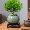 开时果 小叶赤楠盆景摆件 办公室桌面绿植花卉好养盆栽植物源头直发包邮 【热销款】哥窑浸墨盆+苔藓+底座 实拍图
