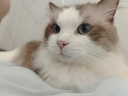 SMARTTAIL宠物猫咪饮水机智能无线喂水器自动循环不插电无线感应猫咪饮水机 二代饮水机-LITE 插电使用 实拍图