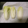 云南高原娃娃菜新鲜蔬菜生鲜乾隆白菜早餐火锅必备产地直发 浅黄色 新鲜娃娃菜3颗装*3包 实拍图