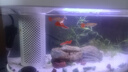 千浔水族鱼缸加热棒自动恒温小型迷你乌龟加温棒热带鱼淡海水通用石英防爆 10W恒温加厚石英防爆 实拍图