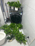 双盟绿萝盆栽除甲醛花卉绿植办公室新房净化空气180白竖纹4盆源头直发 实拍图