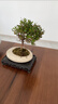 开时果 小叶赤楠盆景摆件 办公室桌面绿植花卉好养盆栽植物源头直发包邮 灰白蛋形盆+苔藓+底座 实拍图