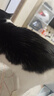 派迪诺（PAIDINUO）宠物猫咪营养排毛化毛套装猫用维生素片200片+猫草片300片 实拍图