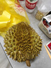 梦宛怡榴莲金枕新鲜果整箱一整个带壳泰国进口巴掌金枕头榴莲时令水果 净重2-3斤尝鲜巴掌果榴莲包3-4房 泰国进口金枕榴莲 实拍图