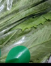 有机汇有机油麦菜 牛俐菜绿叶菜火锅蒜蓉清炒 有机种植无农残 当天采摘 500g 实拍图