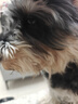 嬉皮狗小狗狗牵引绳背心式遛狗绳子小型犬胸背带狗链子XL码 建议15-28斤 实拍图