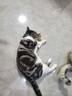 阿柴与猫猫咪玩具鱼骨头木天蓼猫薄荷磨牙棒仿真鱼磨牙耐咬自嗨解闷逗猫棒 实拍图