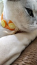 憨憨乐园宠物狗狗猫咪驱虫项圈猫圈除跳蚤项链防虱子蜱虫脖圈用品 实拍图