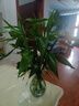 大海边 富贵竹水培植物盆栽水养客厅办公室绿色吸甲醛净化空气大枝叶高 富贵竹60-70cm6棵+营养液 实拍图