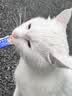 路斯猫条猫零食咪零食能量主食猫草宠物湿粮成猫幼猫通用猫咪湿粮猫饭 混合口味12g*6支/袋 实拍图